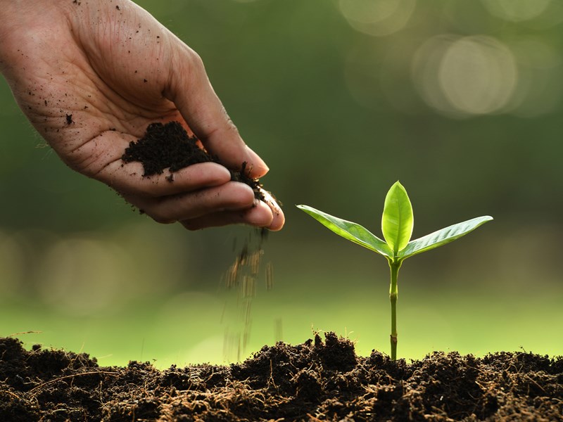 Hand som häller jord mot planta.