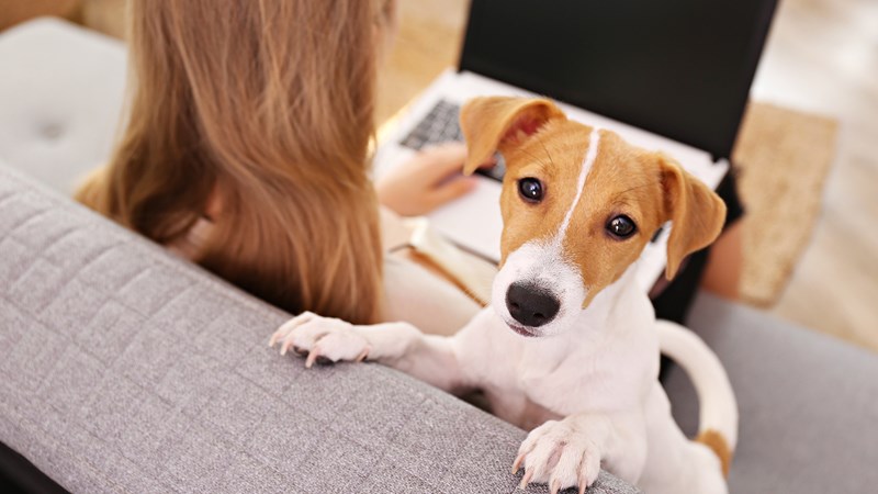 Kvinna med laptop i knät och hund som sällskap.