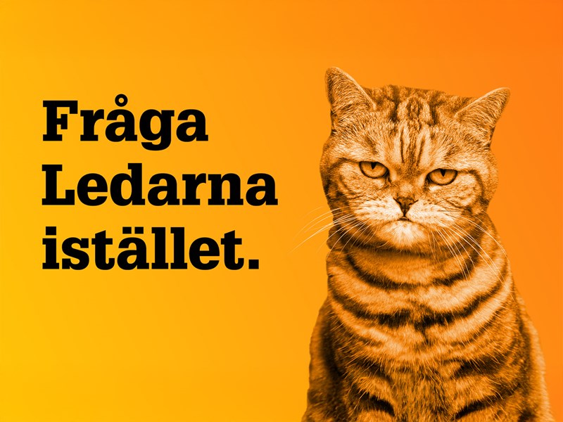 Bild på katt med surmulet uttryck. Text: Fråga Ledarna istället.