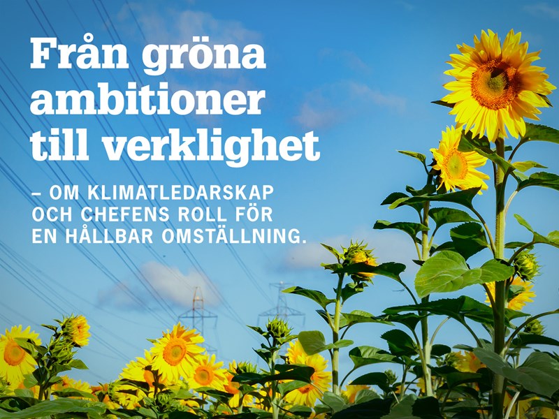Solros mot blå himmel. Text: Från gröna ambitioner till verklighet: Om klimatledarskap och chefens roll för en hållbar omställning.